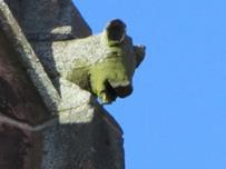 Schwein-gehabt